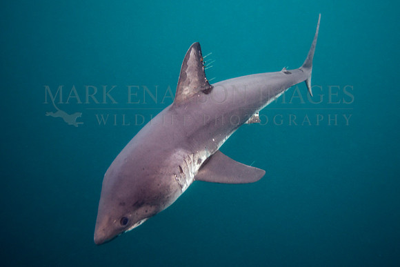 A salmon shark hunts the cold waters of Prince William Sound, Alaska