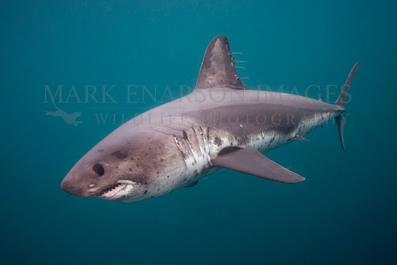 A salmon shark hunts the cold waters of Prince William Sound, Alaska