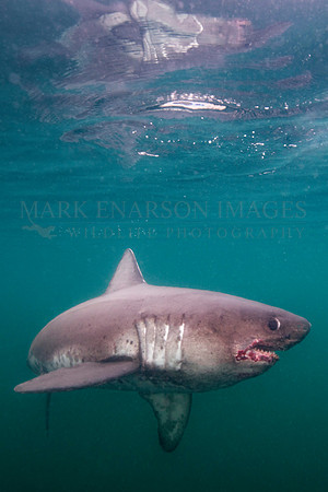A salmon shark hunts the cold waters of Prince William Sound, Alaska