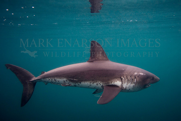 A salmon shark hunts the cold waters of Prince William Sound, Alaska
