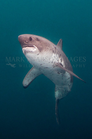 A salmon shark hunts the cold waters of Prince William Sound, Alaska
