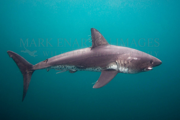 A salmon shark glides through the frigid waters of Prince William Sound, Alaska