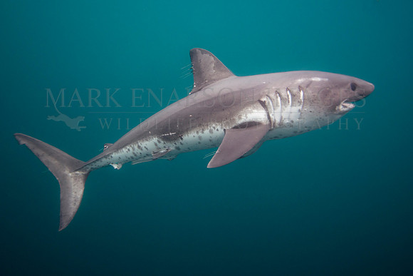 A salmon shark hunts the cold waters of Prince William Sound, Alaska