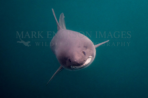 A salmon shark hunts the cold waters of Prince William Sound, Alaska