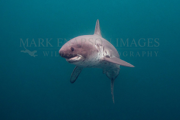 A salmon shark hunts the cold waters of Prince William Sound, Alaska