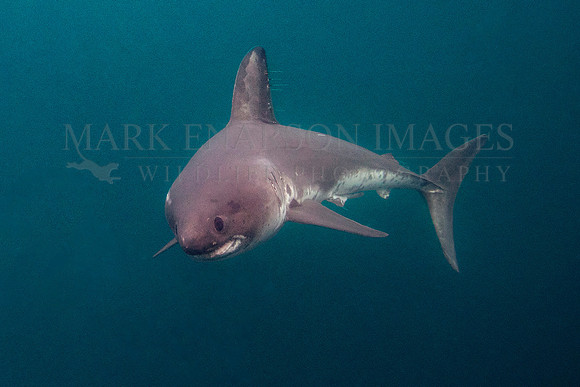 A salmon shark hunts the cold waters of Prince William Sound, Alaska