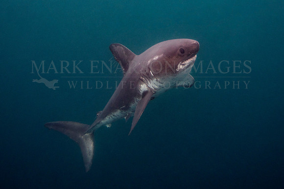 A salmon shark hunts the cold waters of Prince William Sound, Alaska