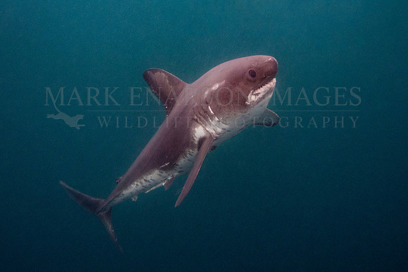 A salmon shark hunts the cold waters of Prince William Sound, Alaska