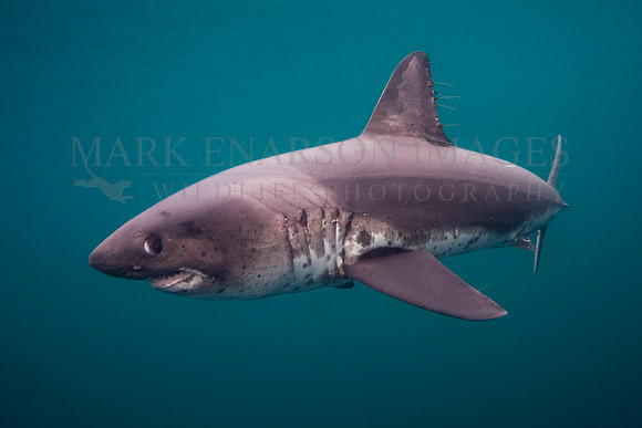 A salmon shark hunts the cold waters of Prince William Sound, Alaska