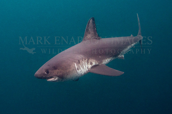 A salmon shark hunts the cold waters of Prince William Sound, Alaska