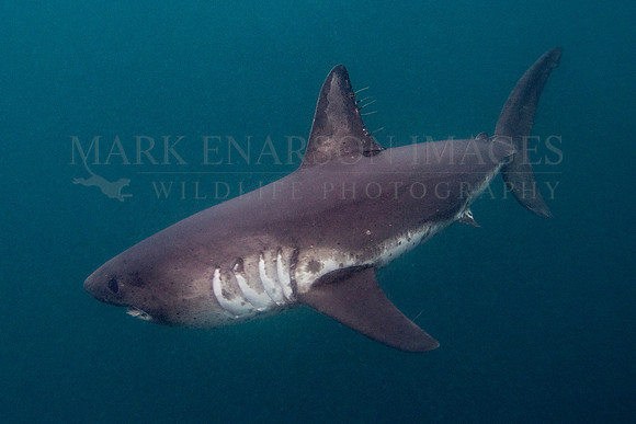 A salmon shark hunts the cold waters of Prince William Sound, Alaska