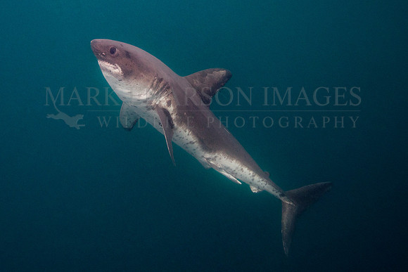 A salmon shark hunts the cold waters of Prince William Sound, Alaska