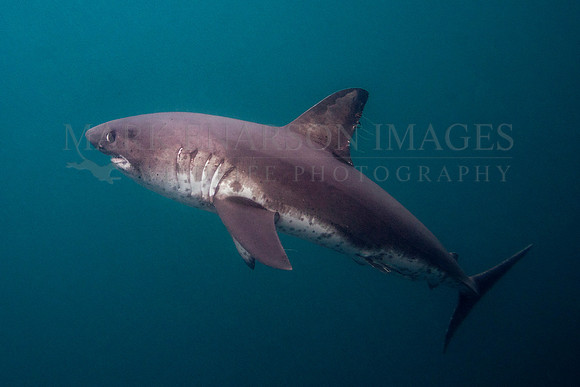 A salmon shark hunts the cold waters of Prince William Sound, Alaska