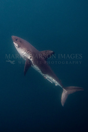 A salmon shark hunts the cold waters of Prince William Sound, Alaska