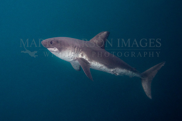 A salmon shark hunts the cold waters of Prince William Sound, Alaska