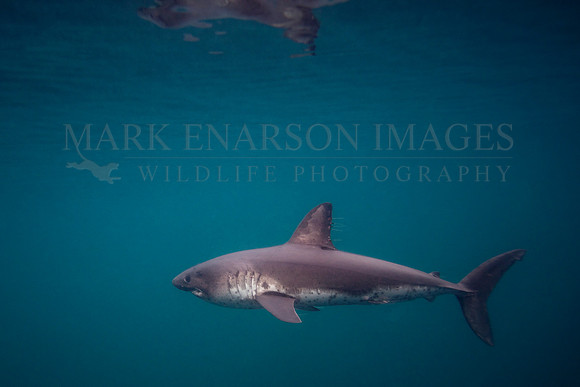 A salmon shark hunts the cold waters of Prince William Sound, Alaska