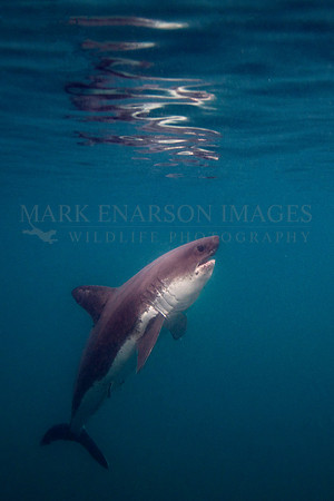 A salmon shark hunts the cold waters of Prince William Sound, Alaska