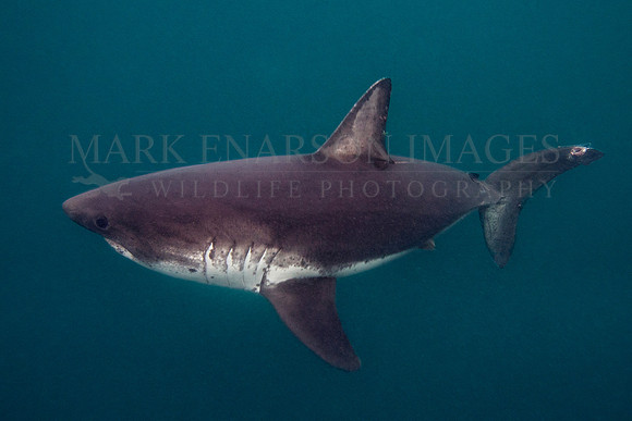 A salmon shark hunts the cold waters of Prince William Sound, Alaska