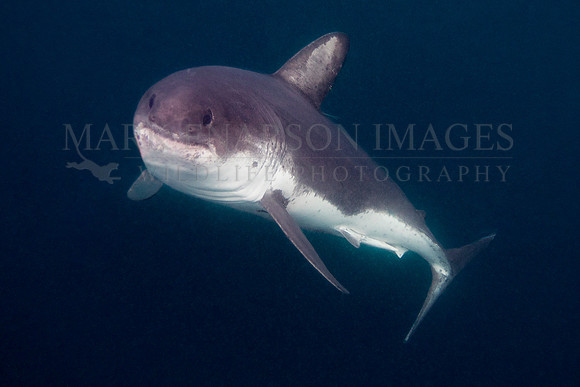 A salmon shark rises out of the frigid depths of Prince William Sound, Alaska