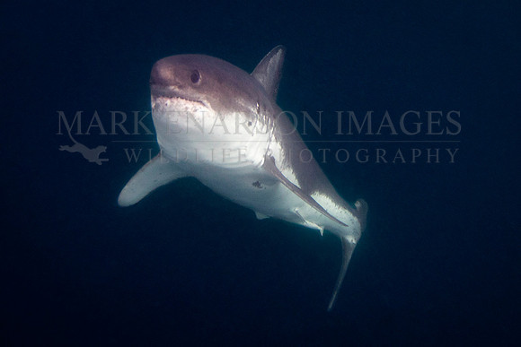 A salmon shark rises out of the frigid depths of Prince William Sound, Alaska