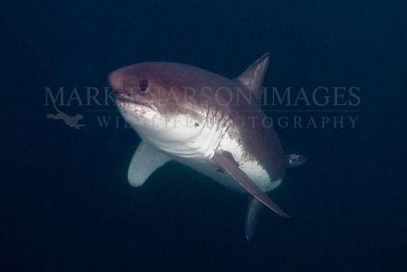 A salmon shark rises out of the frigid depths of Prince William Sound, Alaska