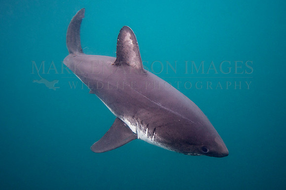 A salmon shark hunts the cold waters of Prince William Sound, Alaska