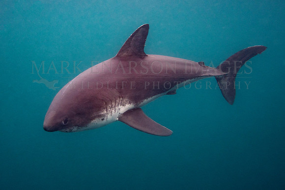 A salmon shark hunts the cold waters of Prince William Sound, Alaska