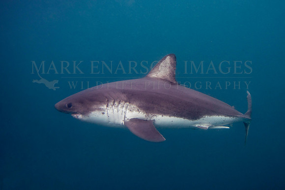 A salmon shark hunts the cold waters of Prince William Sound, Alaska