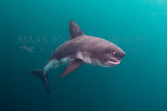 A salmon shark hunts the cold waters of Prince William Sound, Alaska