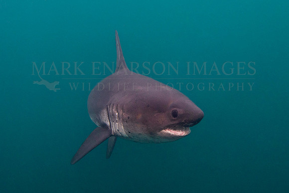 A salmon shark hunts the cold waters of Prince William Sound, Alaska