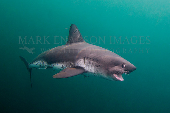 A salmon shark hunts the cold waters of Prince William Sound, Alaska