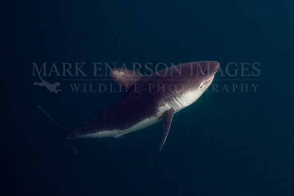 A salmon shark rises out of the frigid depths of Prince William Sound, Alaska
