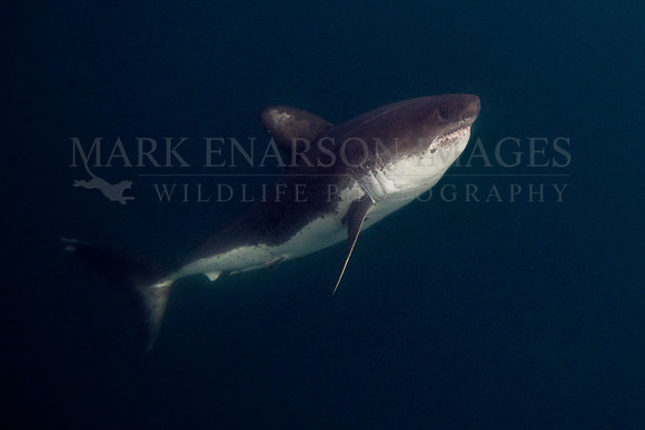 A salmon shark rises out of the frigid depths of Prince William Sound, Alaska