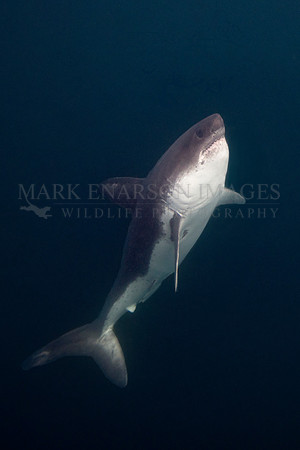A salmon shark rises out of the frigid depths of Prince William Sound, Alaska