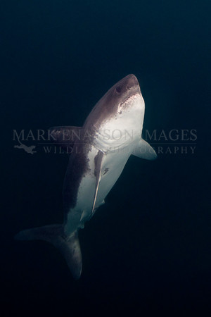 A salmon shark rises out of the frigid depths of Prince William Sound, Alaska