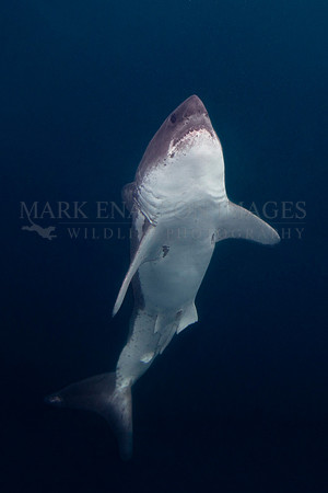 A salmon shark rises out of the frigid depths of Prince William Sound, Alaska