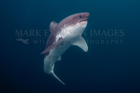 A salmon shark hunts the cold waters of Prince William Sound, Alaska