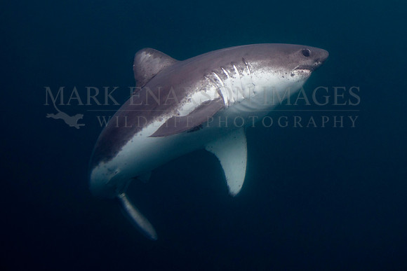 A salmon shark hunts the cold waters of Prince William Sound, Alaska