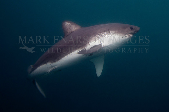A salmon shark hunts the cold waters of Prince William Sound, Alaska
