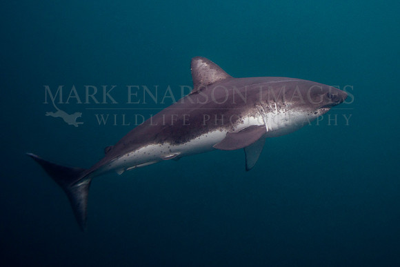 A salmon shark hunts the cold waters of Prince William Sound, Alaska