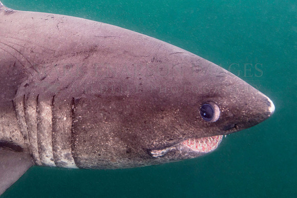 A salmon shark hunts the cold waters of Prince William Sound, Alaska