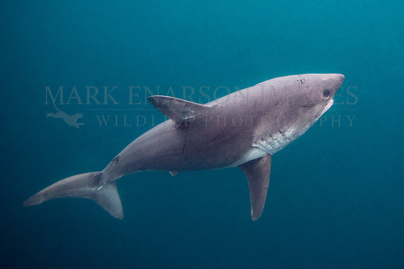 A salmon shark hunts the cold waters of Prince William Sound, Alaska