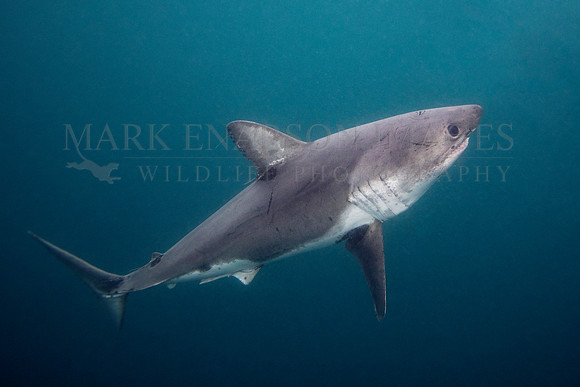 A salmon shark hunts the cold waters of Prince William Sound, Alaska