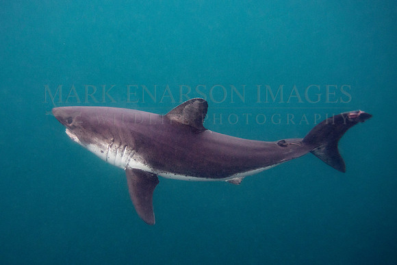 A salmon shark hunts the cold waters of Prince William Sound, Alaska
