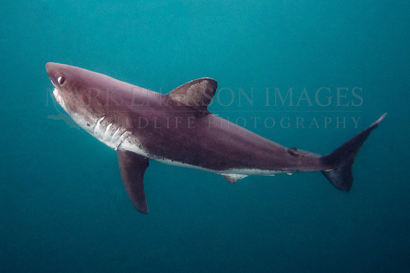 A salmon shark hunts the cold waters of Prince William Sound, Alaska
