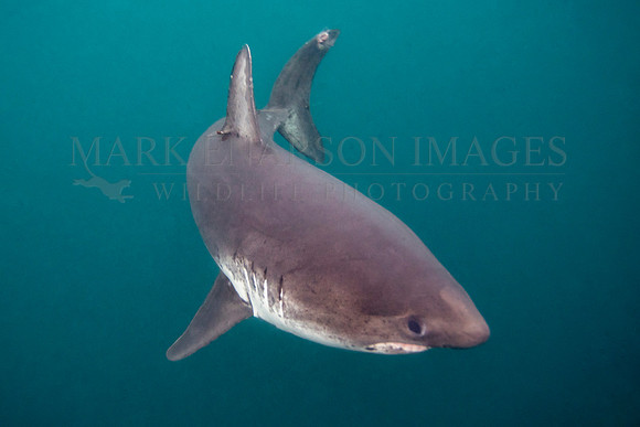 A salmon shark hunts the cold waters of Prince William Sound, Alaska