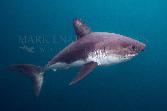 A salmon shark hunts the cold waters of Prince William Sound, Alaska