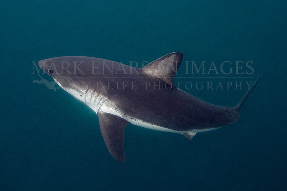 A salmon shark hunts the cold waters of Prince William Sound, Alaska