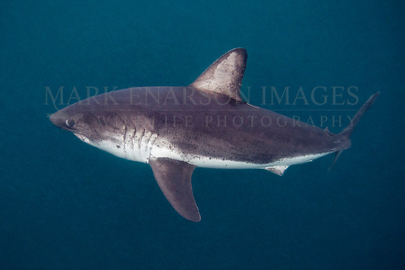 A salmon shark hunts the cold waters of Prince William Sound, Alaska