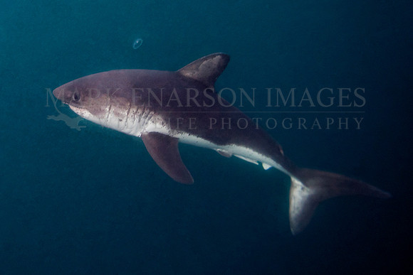 A salmon shark hunts the cold waters of Prince William Sound, Alaska